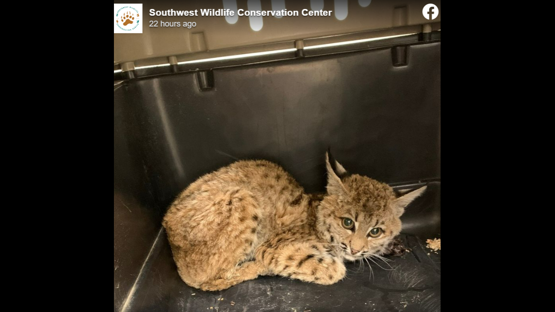 A bobcat kitten refused to move from an Arizona backyard after it was discovered there, according to wildlife rescuers. It was injured and in need of help.