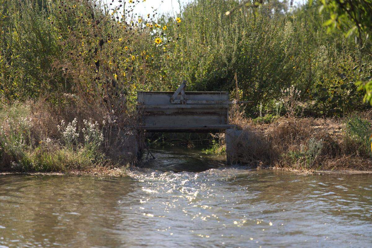 Water being diverted for recharge on a Turlock almond orchard.