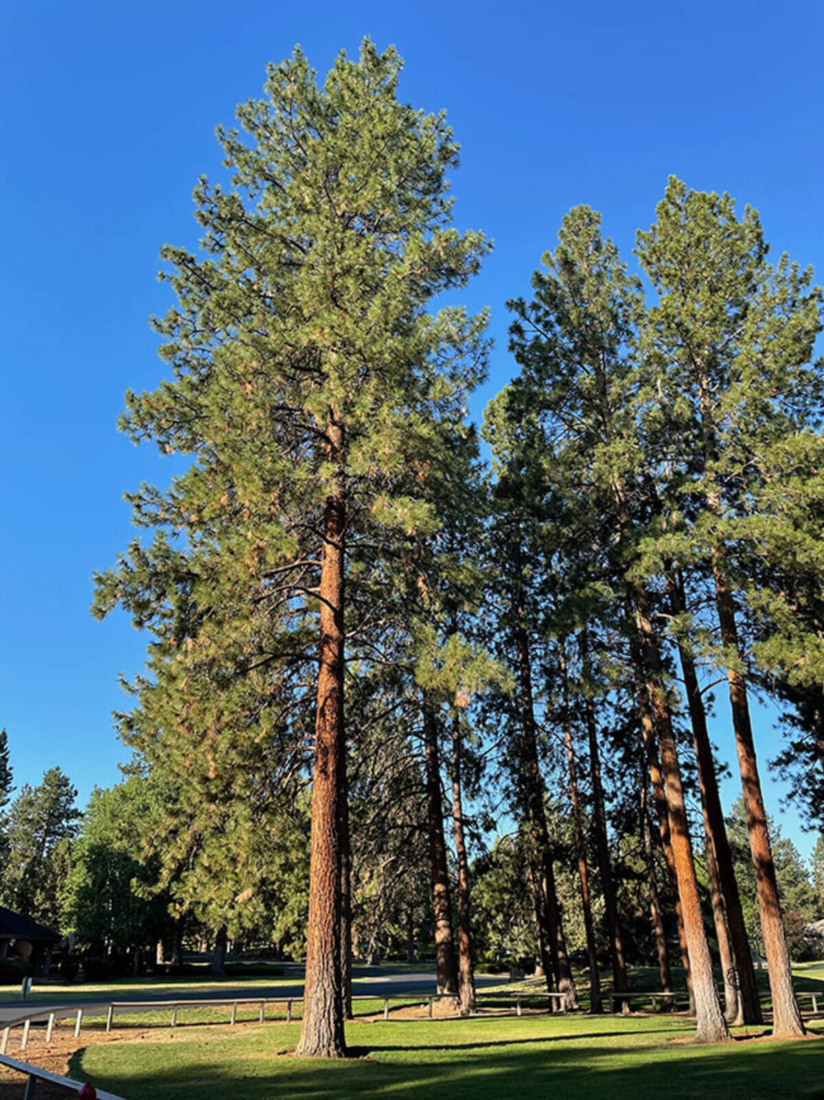 Ponderosa pine tree