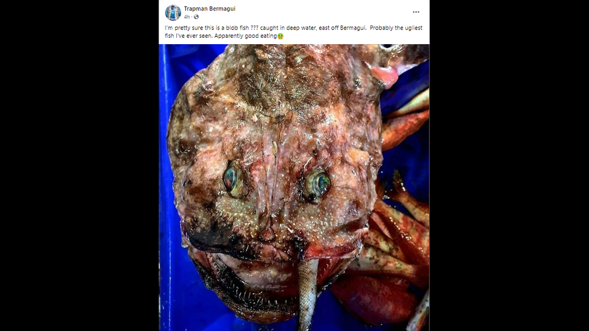 An angler fishing off southeast Australia caught an ugly fish that is horrifying people on social media. What is it?