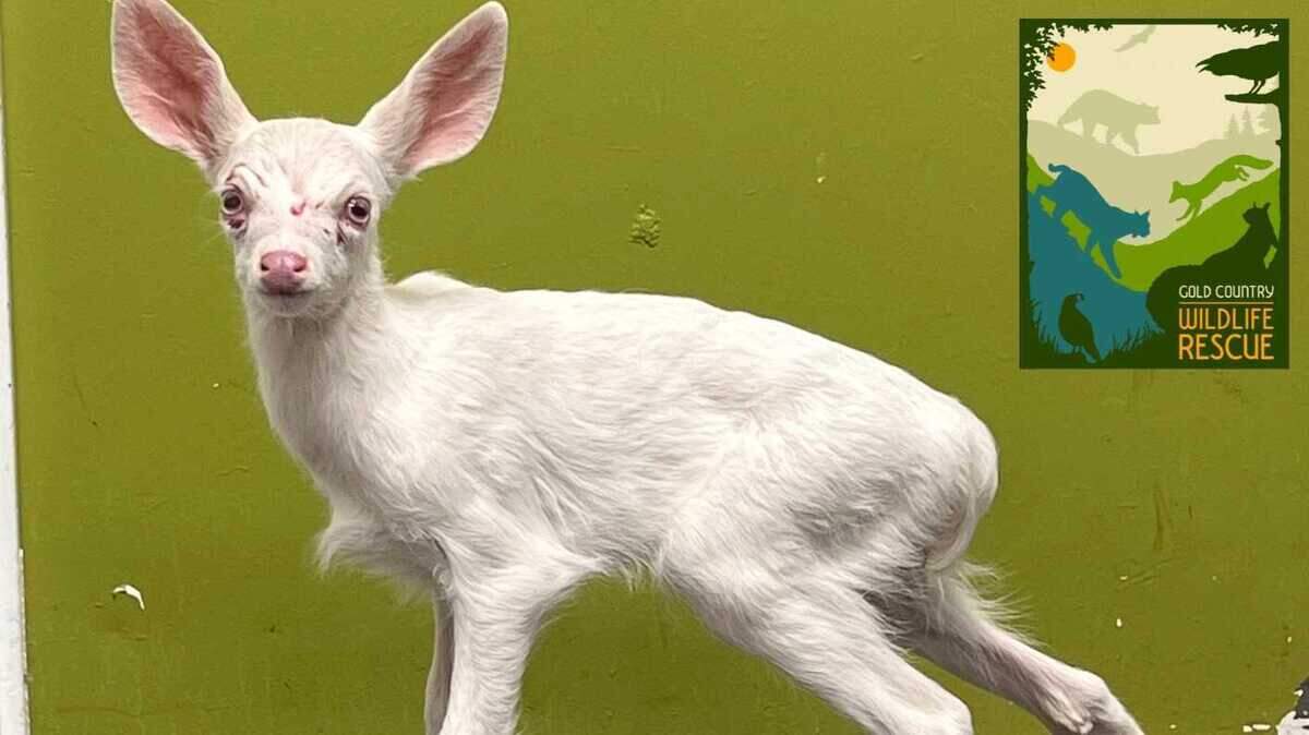 An albino black-tailed deer fawn was found “entangled in a fence,” Gold Country Wildlife Rescue announced Sunday.