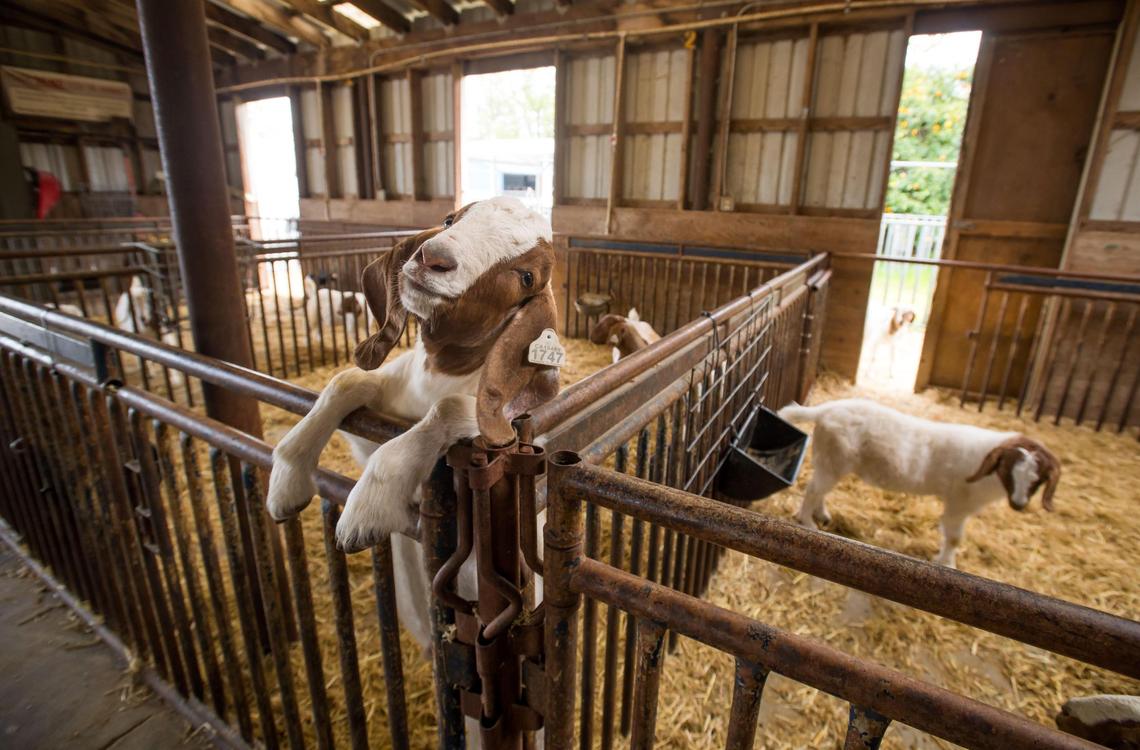 Goats wait to be fed in their pens at the Elk Grove High School Future Farmers of America farm Thursday, April 6, 2023, on the school’s campus. FFA adviser Mike Albiani and students spoke about raising animals and preparing to part with them, following the saga of Cedar the goat.