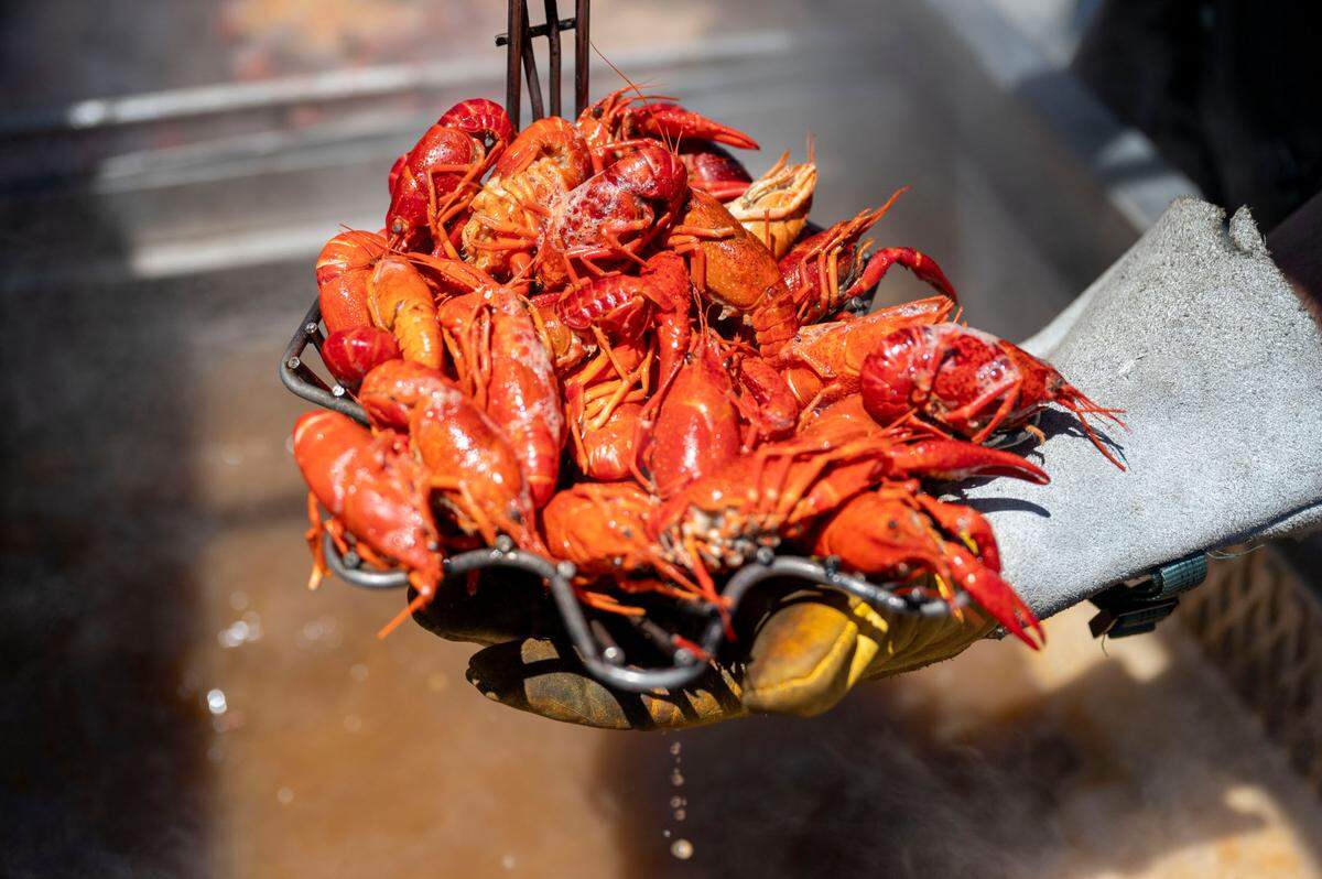 Toby Tayeh of Sharkey’s Chicken and Fish boils crawdads at the City of Isleton Crawdad Festival on Sunday.