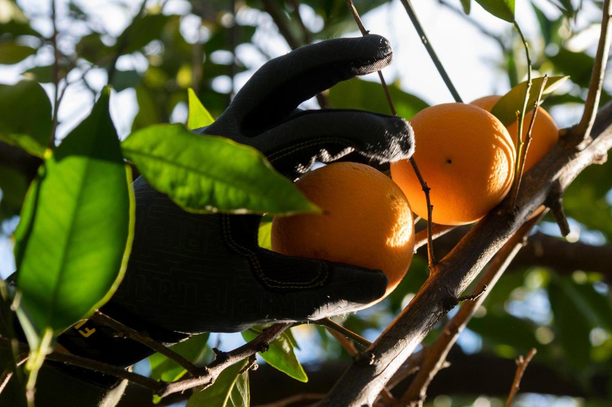 Matthew Ampersand of Community Fruit picks oranges from Mary Quinn’s backyard tree on Tuesday, Jan. 18, 2022 in Sacramento. Community Fruit matches good fruit from backyard trees with people fighting food insecurity.