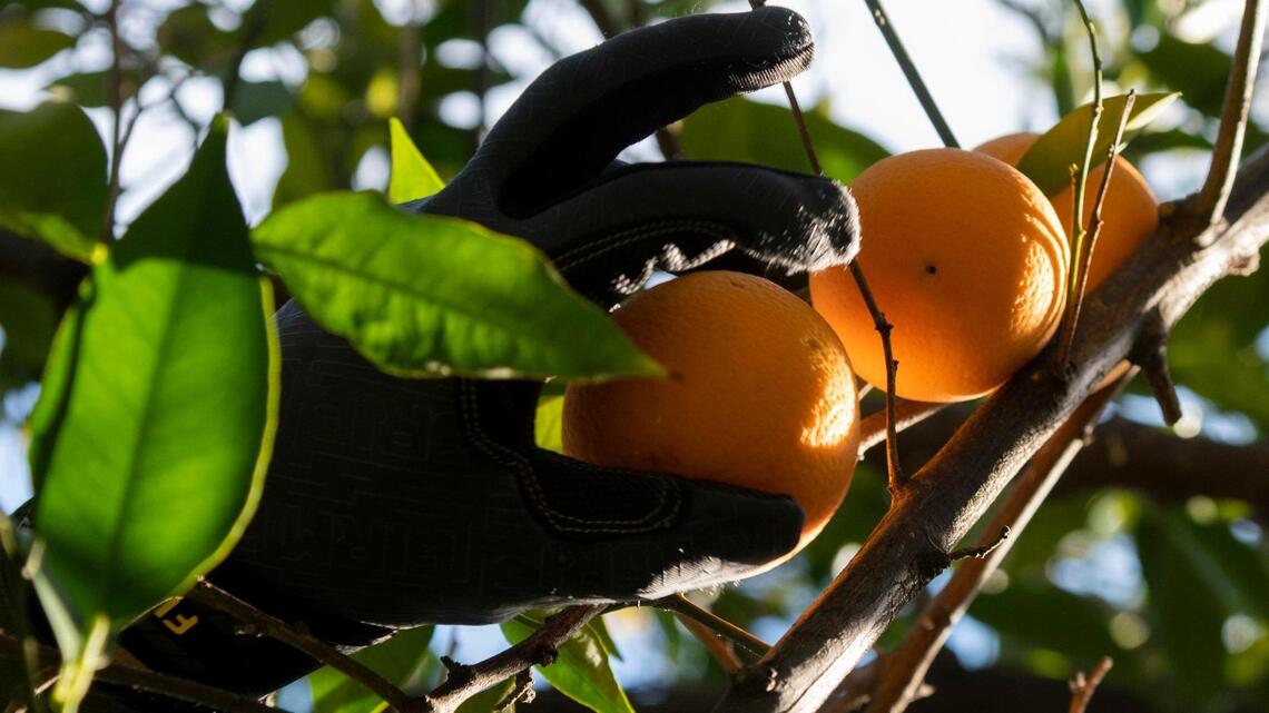 Is eating fruit from my neighbor’s tree considered theft in California? What to know