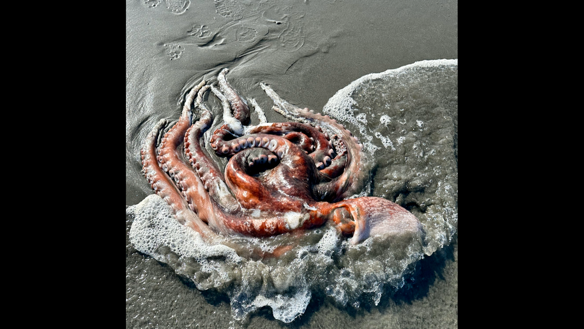 Waves splash over the body of a Giant Pacific Octopus that washed ashroe in Humboldt County.