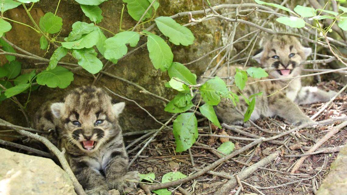 A mountain lion gave birth to a litter of kittens in California, officials said.