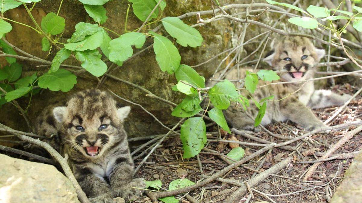 A mountain lion gave birth to a litter of kittens in California, officials said.