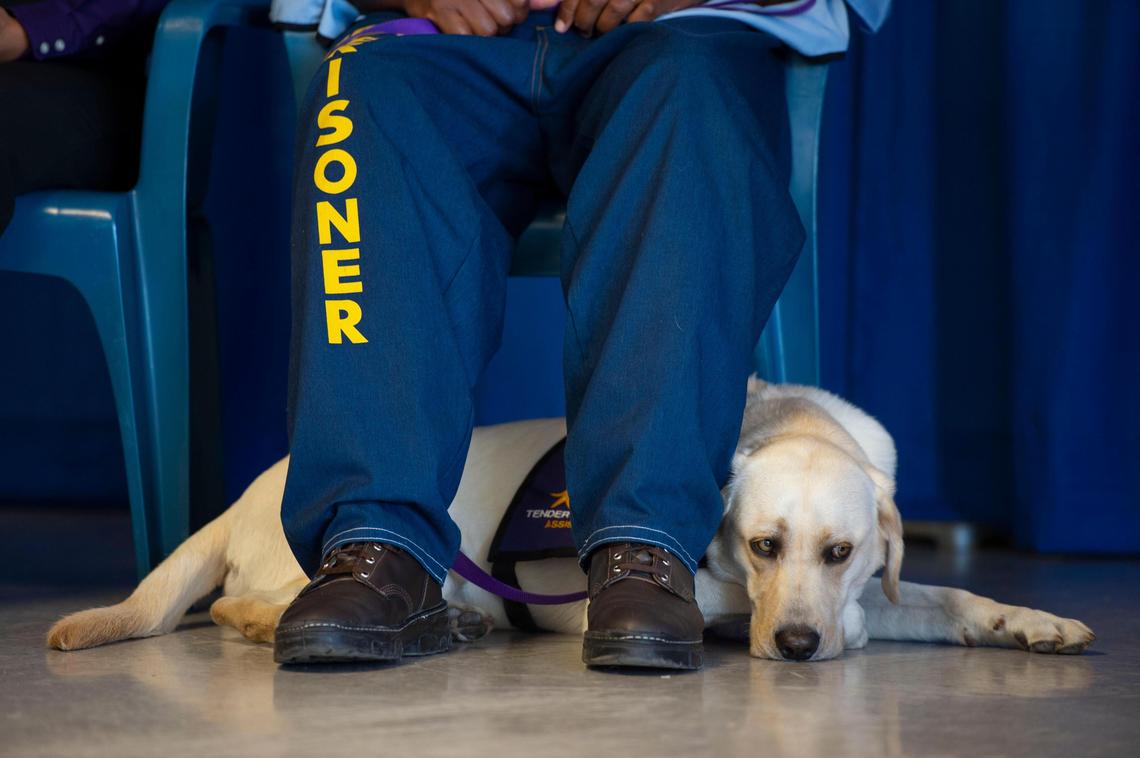 Service dog, “Duke” rests under his trainer’s legs, as Mike Owens, an inmate at Mule Creek State Prison, sits during a graduation ceremony for service dogs, Friday, July 26, 2019. Duke will work with children in the Child Advocacy Center and in court with the Sutter County Victim Services.