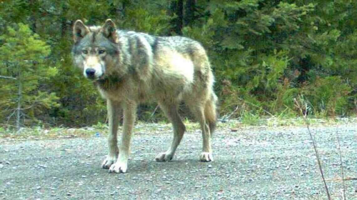 The famed wandering wolf of the west has died. But OR7’s memory lives on in our hearts