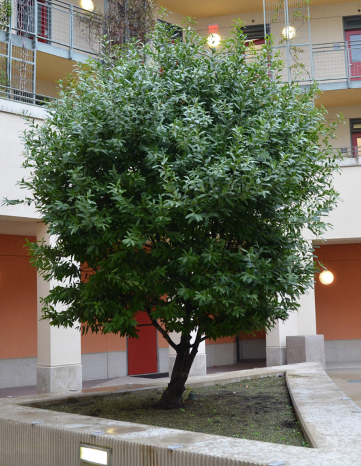 California bay laurel tree