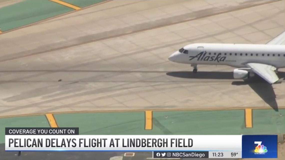 A standoff with a stubborn pelican on a runway delayed a Washington-bound Horizon Air flight from taking off April 28 at San Diego International Airport.