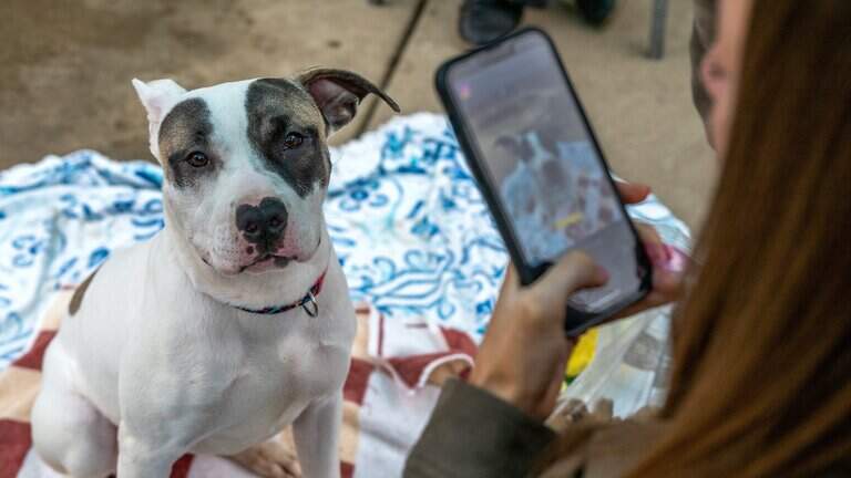 Sacramento animal shelter is offering fee-free adoptions in honor of ‘DOGust’