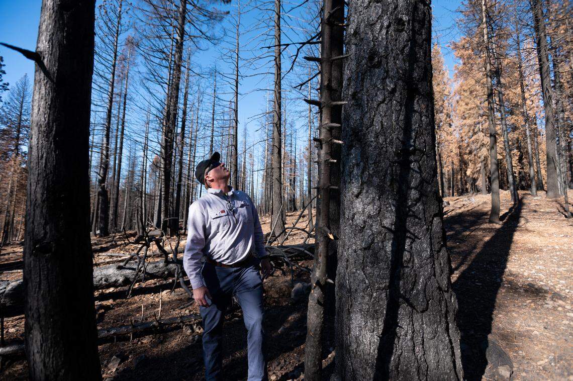 Niel Fischer, resource manager at Collins Pine Co., stands next to a Dixie Fire-damaged ponderosa pine on Friday, Dec. 3, 2021, on the company’s land near Chester.