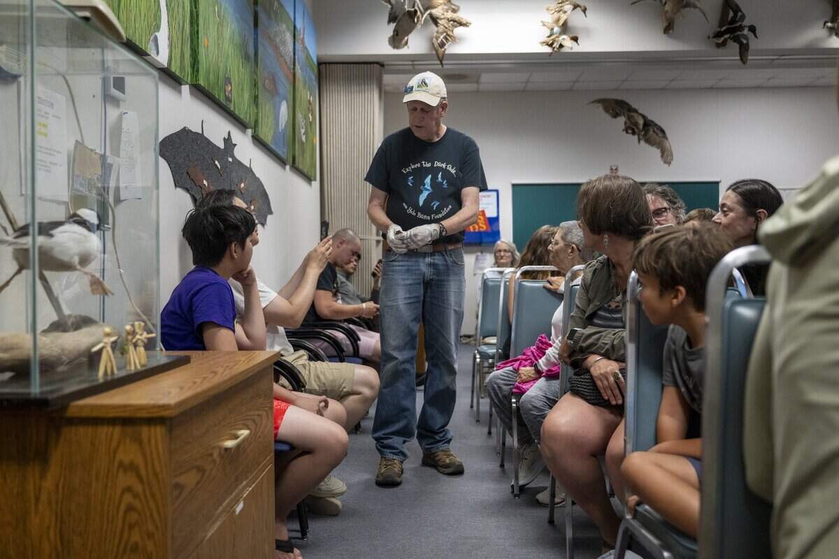 Charlie Russell, a Yolo Basin Foundation volunteer, holds a Mexican free-tailed bat in the presentation room, allowing tour participants to get an up-close look before watching the bats fly out from the Yolo Causeway in Davis on Monday.