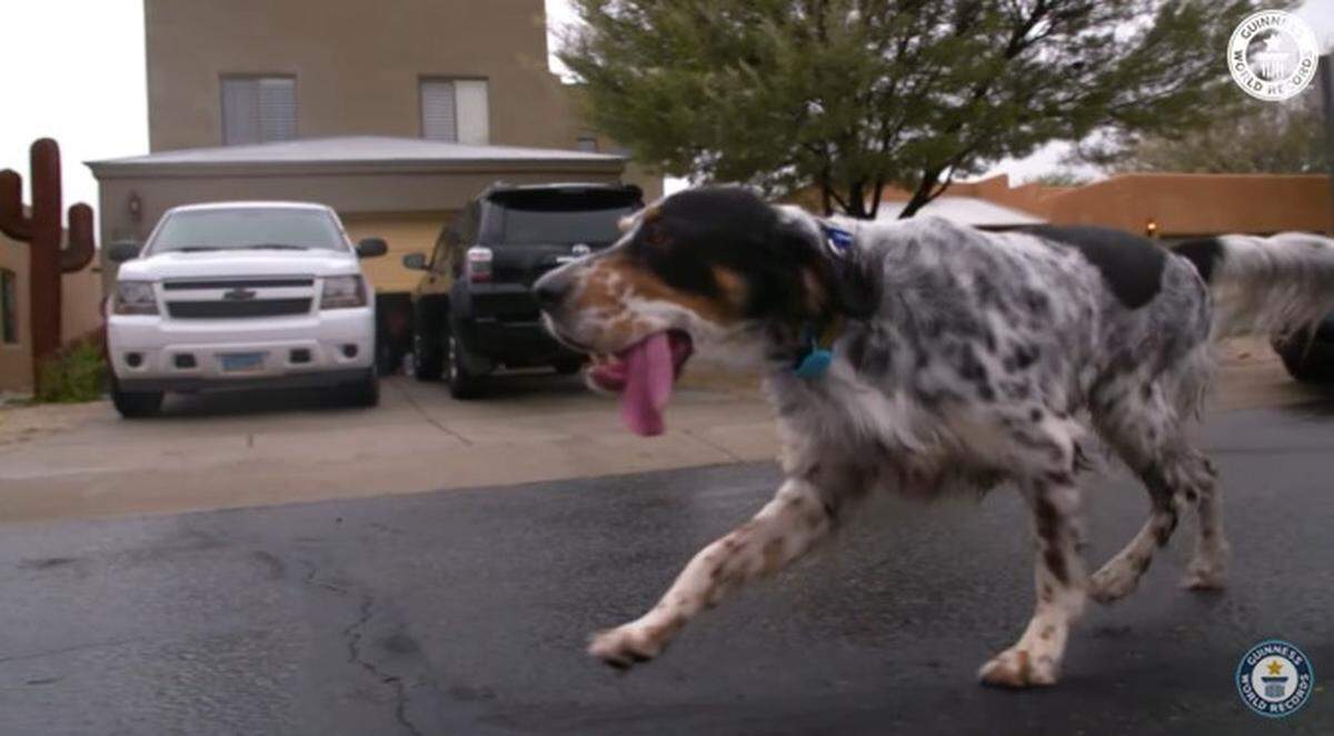 Bisbee loves long walks and spending lots of time in the pool, his family told officials.