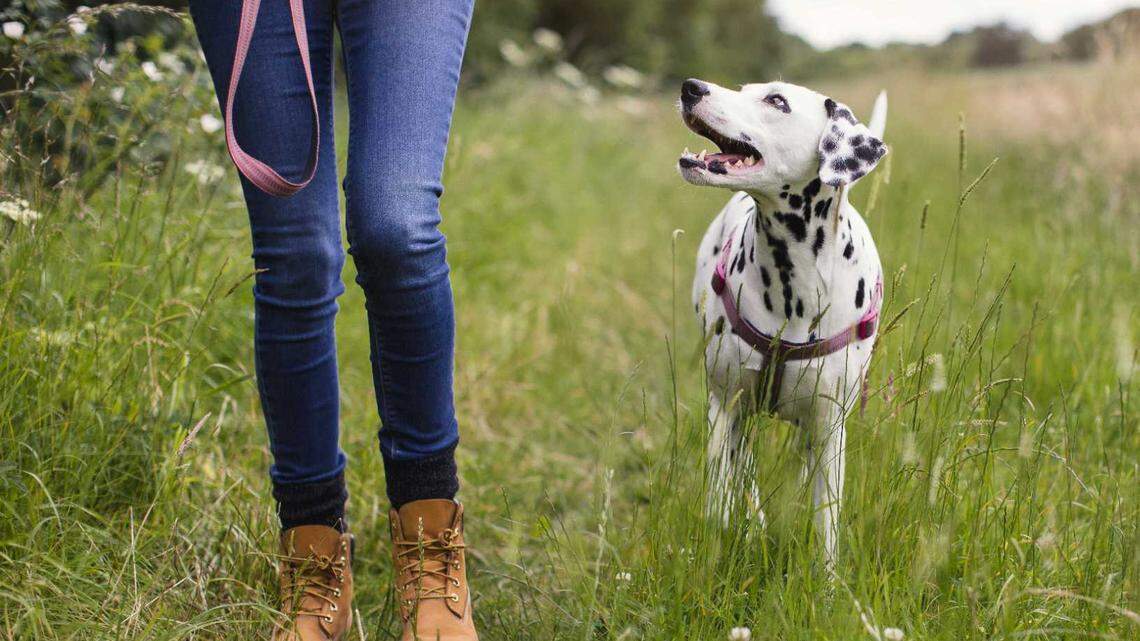 Northern Californian dogs at risk for fatal fish-related disease. Look out for these symptoms