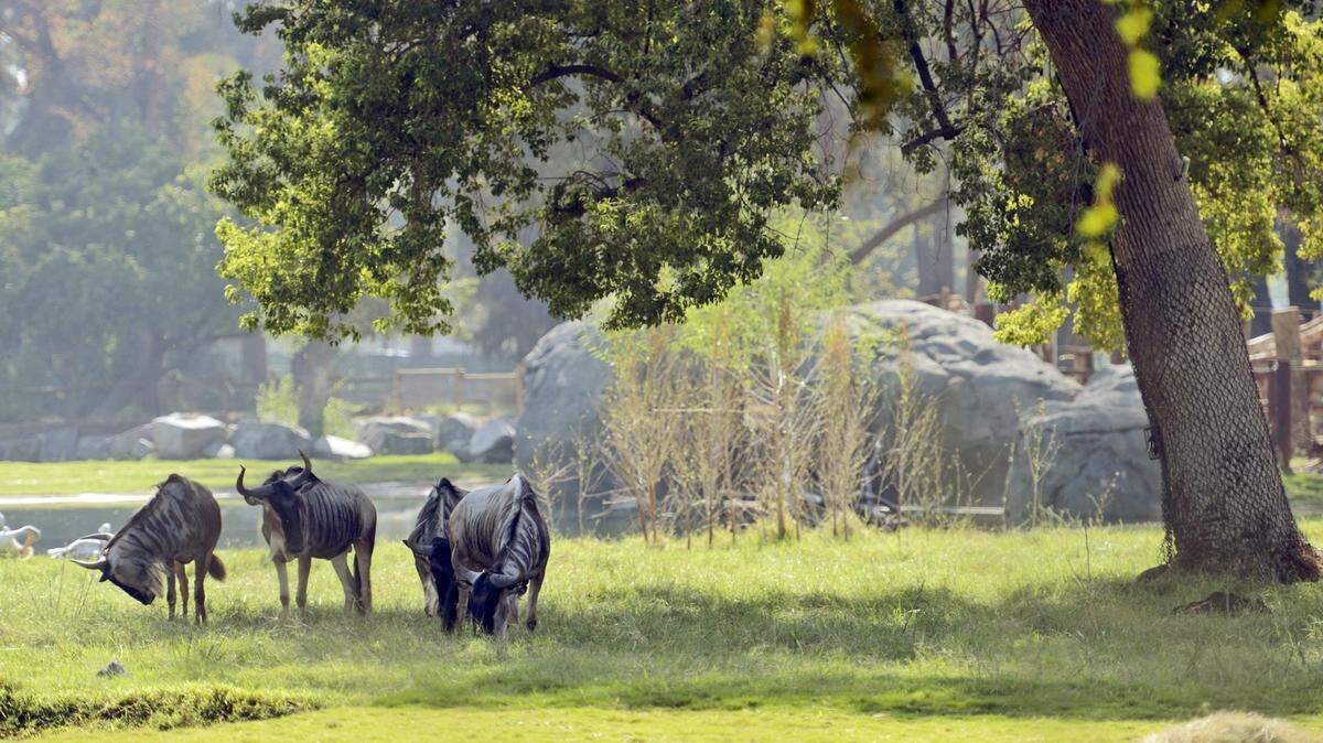 Elk Grove is considering a proposal to build a 70-acre zoo that woud have room for large species, such as rhinos. A new feasibility study compared the proposal to the Fresno Chafee Zoo, pictured here. (Bee file photo)