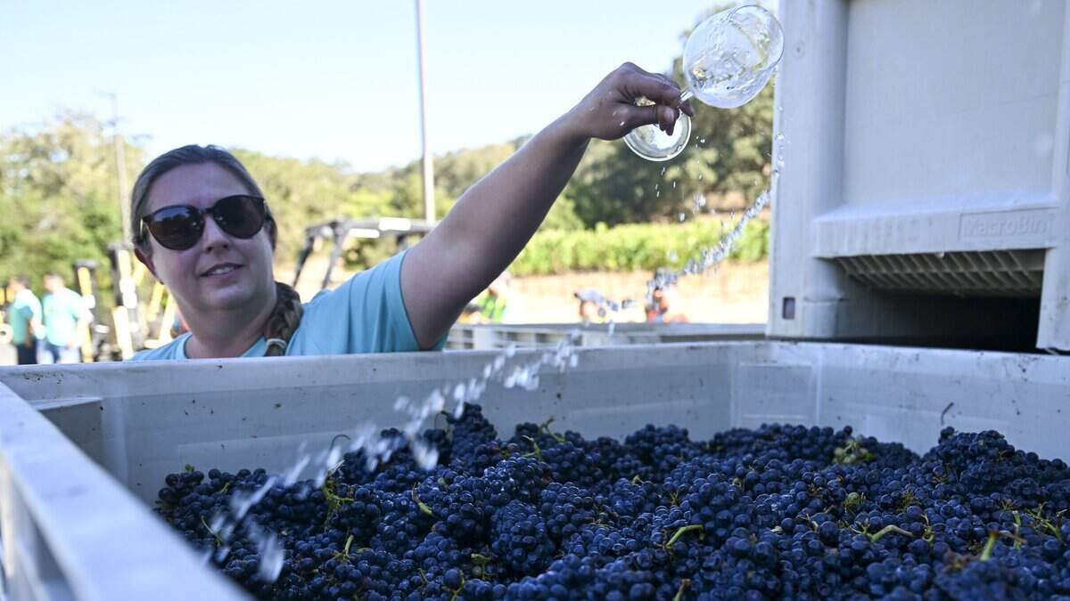 Some California wine grape growers see earliest harvest in decades