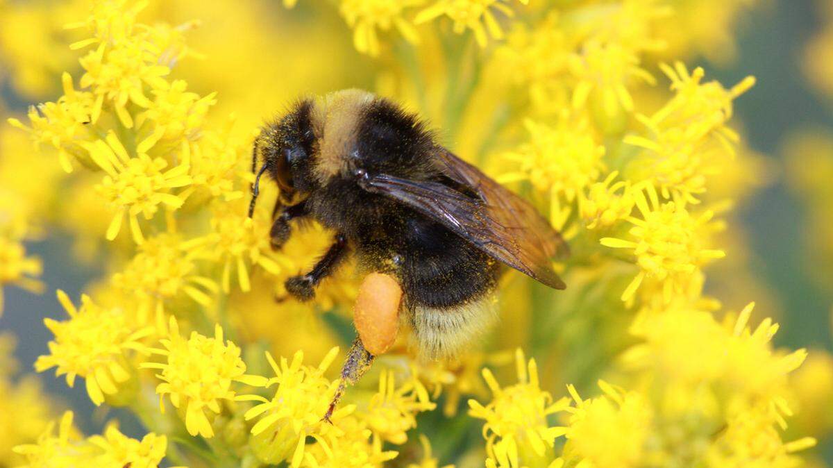 A Western bumblebee.