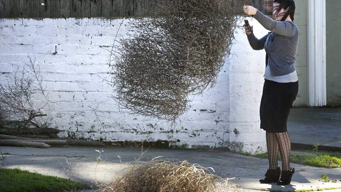Tumbleweeds in Sacramento in 2011. Far from dusty ghost town relics, a new invasive species of tumbleweed studied by UC Riverside researchers is here to stay.