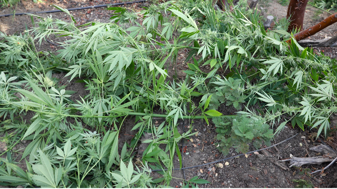 California cops seize almost 1 million marijuana plants in raids on black market farms