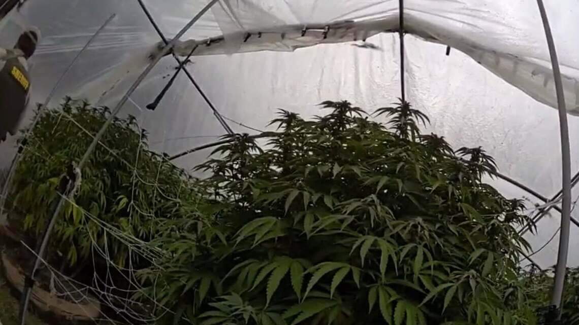 More than 14,000 illegal cannabis plants destroyed, 2 arrested in Nevada County