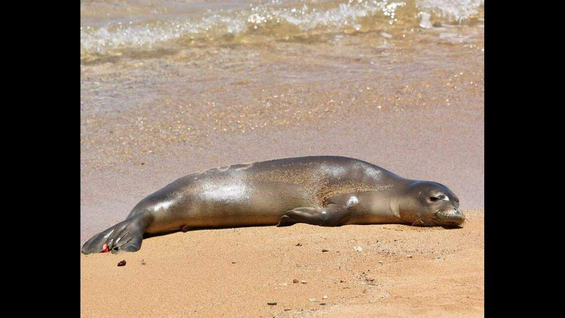 Healthy RM28 resting on the shores of Kauaʻi in the spring of 2021.