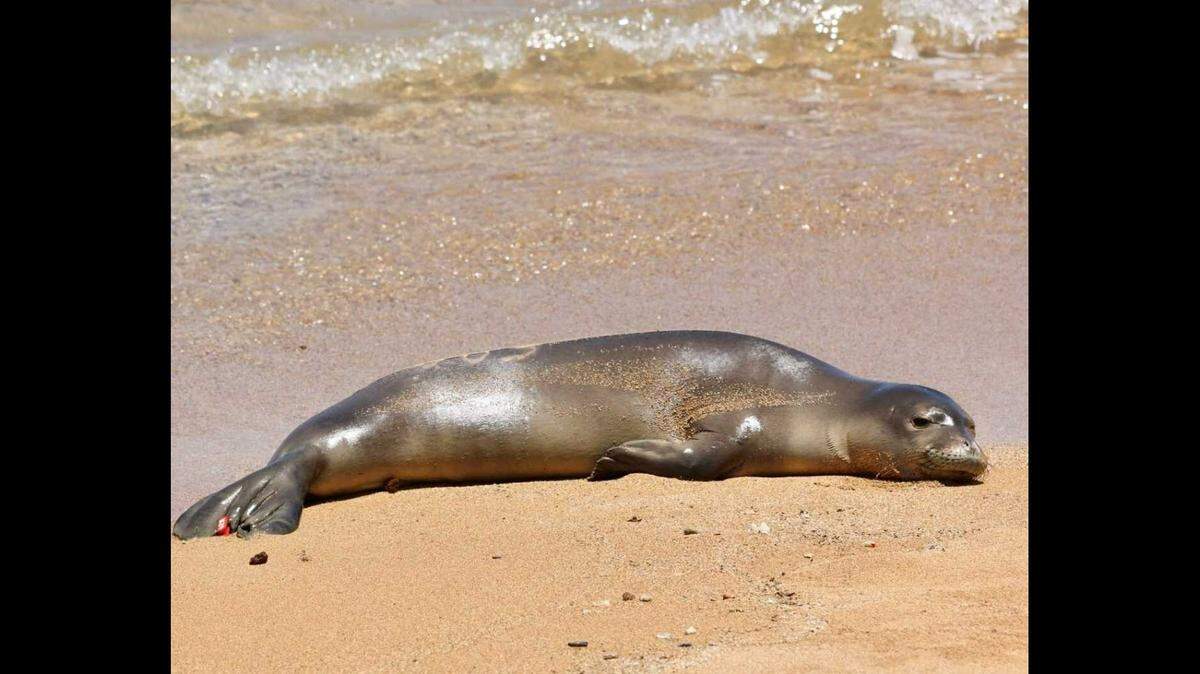 Healthy RM28 resting on the shores of Kauaʻi in the spring of 2021.