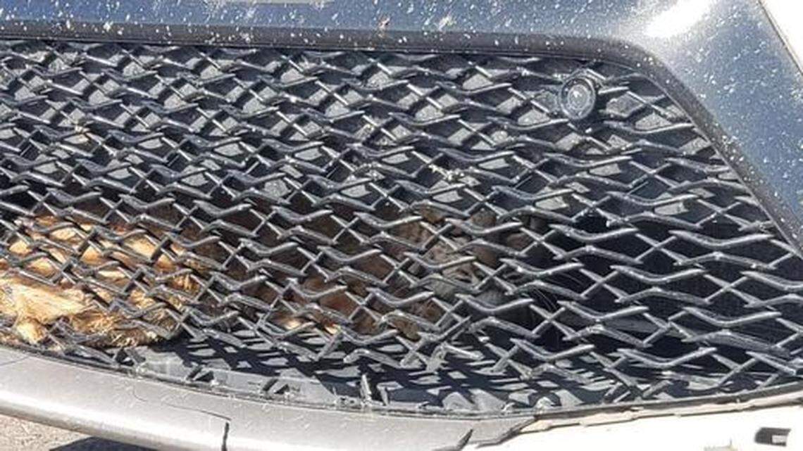 A stowaway bobcat ended up stuck behind the grill of a car in Gila Bend, Arizona photos show.