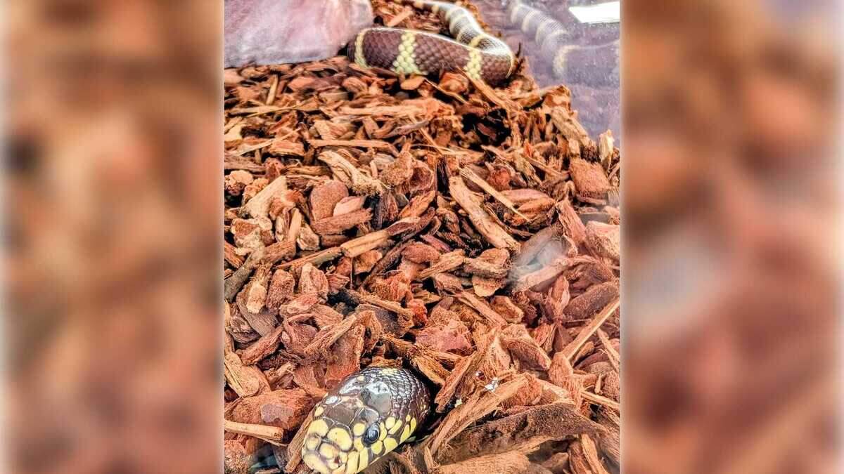 A snake is just one of the animals at Splash's “Critterville,” the native animal zoo with wildlife found in the Sacramento area. The nonprofit works with cities and school districts to teach kids about science in a hands-on way.