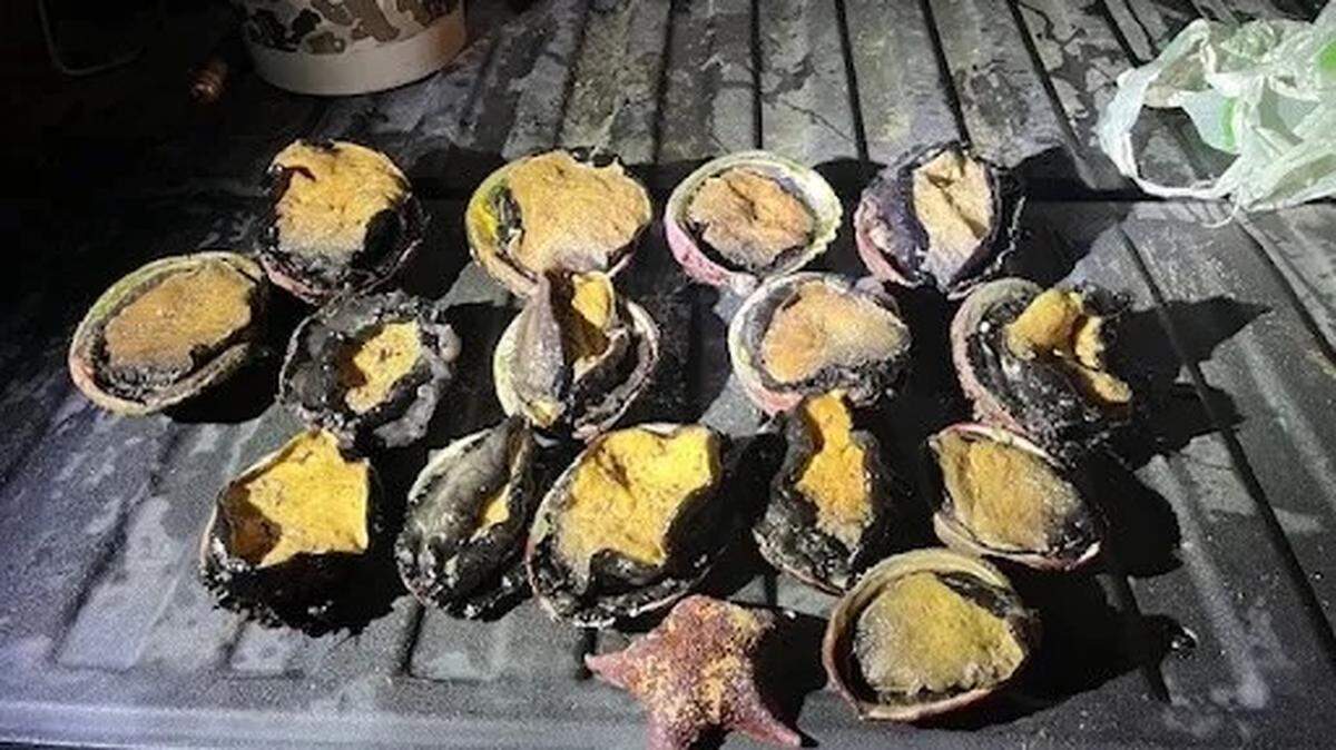 On Nov. 7, officers of the California Dept. of Fish and Wildlife apprehended a man suspected of poaching 15 red abalone at Ocean Cove, on the Sonoma Coast.