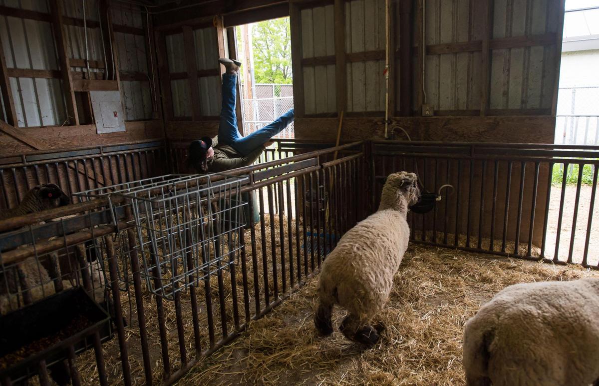 Freshman Colton Ambuehl laughs while stuck in a can after hopping into a sheep pen at Elk Grove High School’s Future Farmers of America farm April 6 on the school campus.