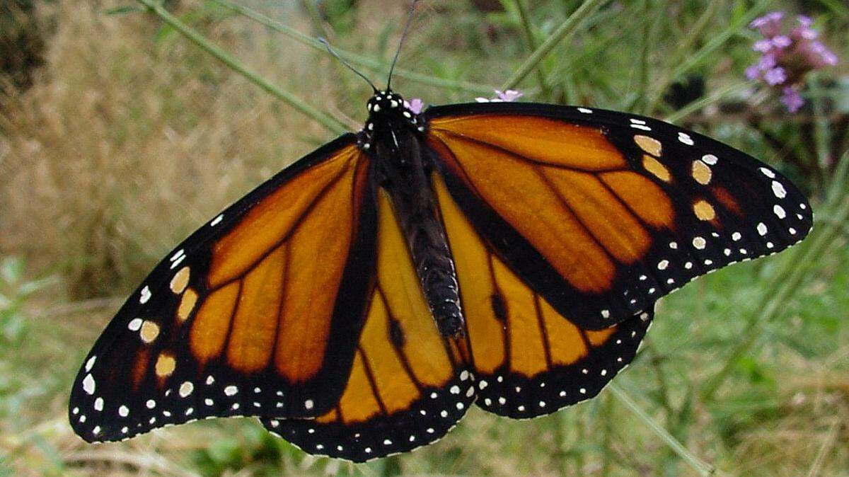 Though some believe tropical milkweed is responsible for declining population levels of monarch butterflies, researchers at UC Davis show that the plant neither helps nor harms the charismatic species.