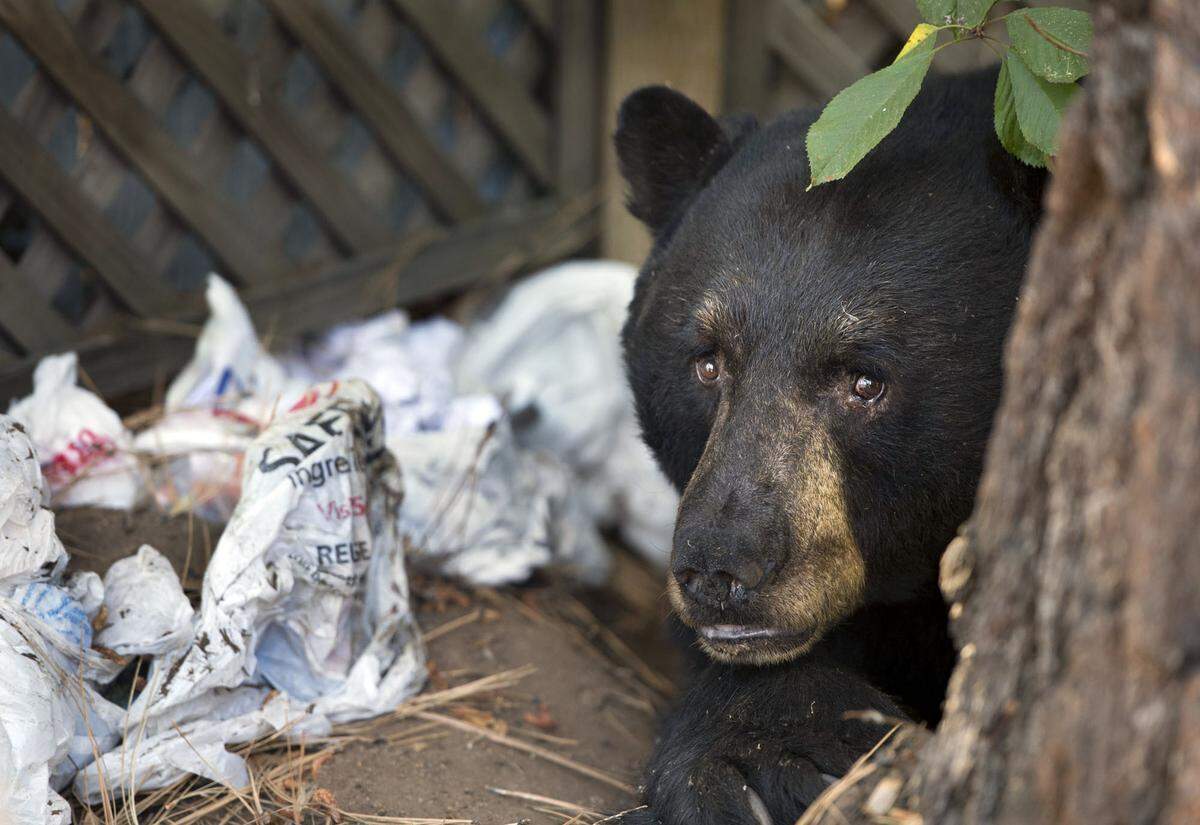 A black bear, with a stash of garbage he collected, hangs out behind a pine tree in Kings Beach in 2013.