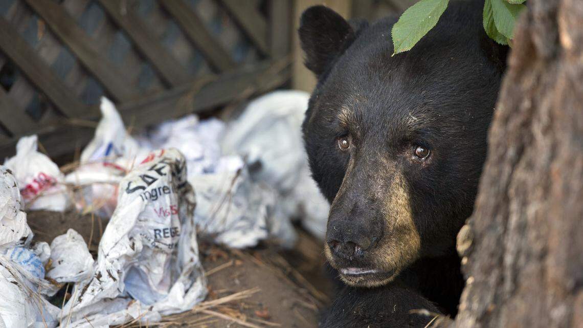 A black bear, with a stash of garbage he collected, hangs out behind a pine tree in Kings Beach in 2013.