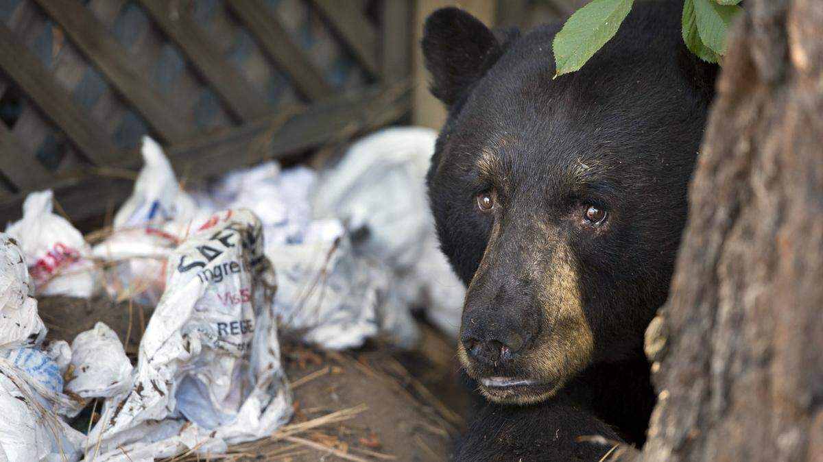 Wild animals causing problems in your yard, Sacramento? Here’s what you can do