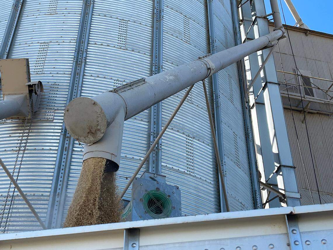 Grains of dried rice fall rapidly into the bed of a truck on Tuesday, Oct. 29, 2024, at the Montna Farms drying and storing facility south of Yuba City. Rice production rebounded in Sutter County in 2023 after drought conditions caused a very poor rice harvest in 2022.