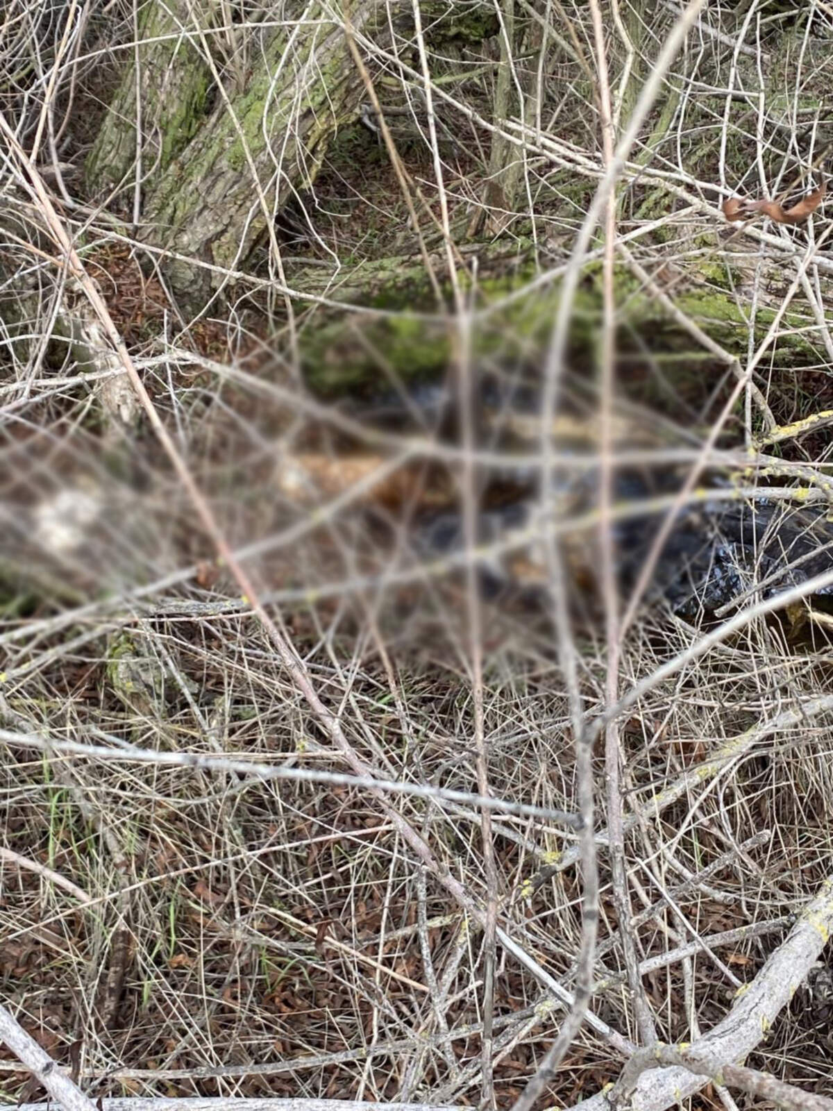 A utility worker spotted the dead animals, all showing signs of abuse, near North Dowd Road and Waltz Road in unincorporated Lincoln, Placer County officials said.