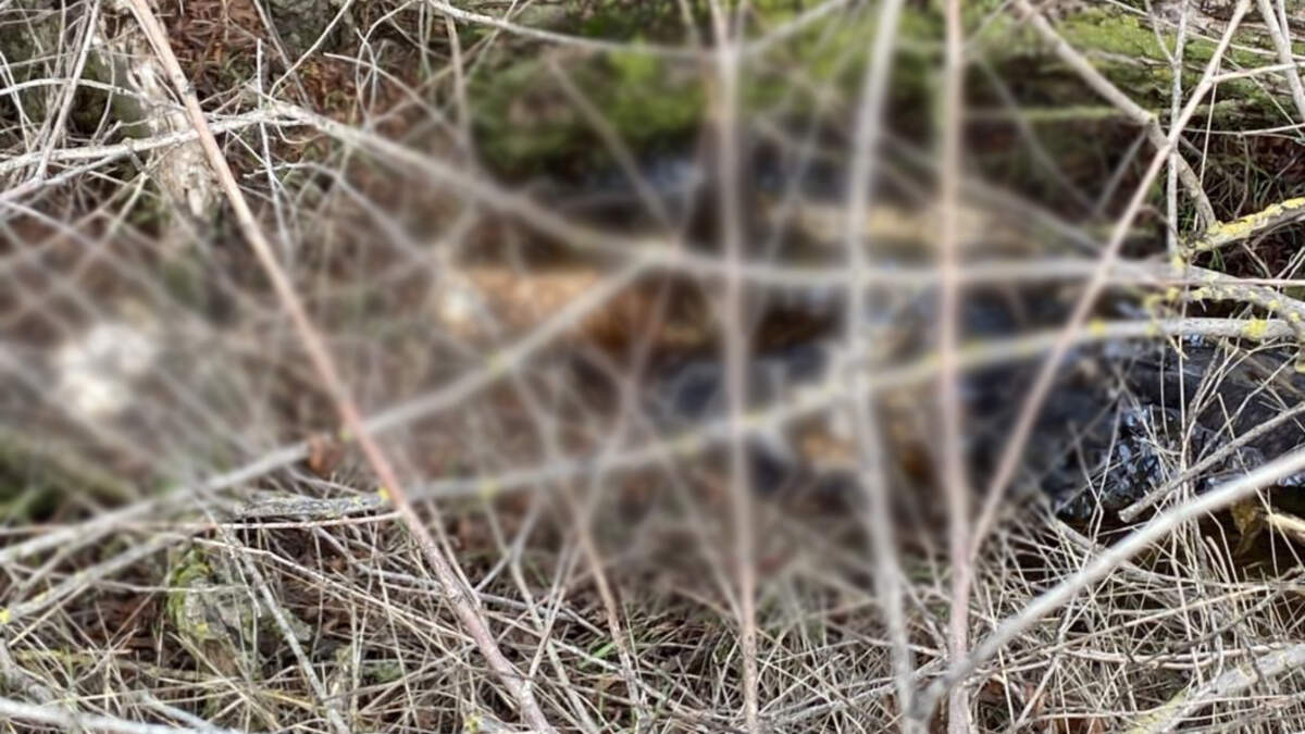 A utility worker spotted the dead animals, all showing signs of abuse, near North Dowd Road and Waltz Road in unincorporated Lincoln, Placer County officials said.