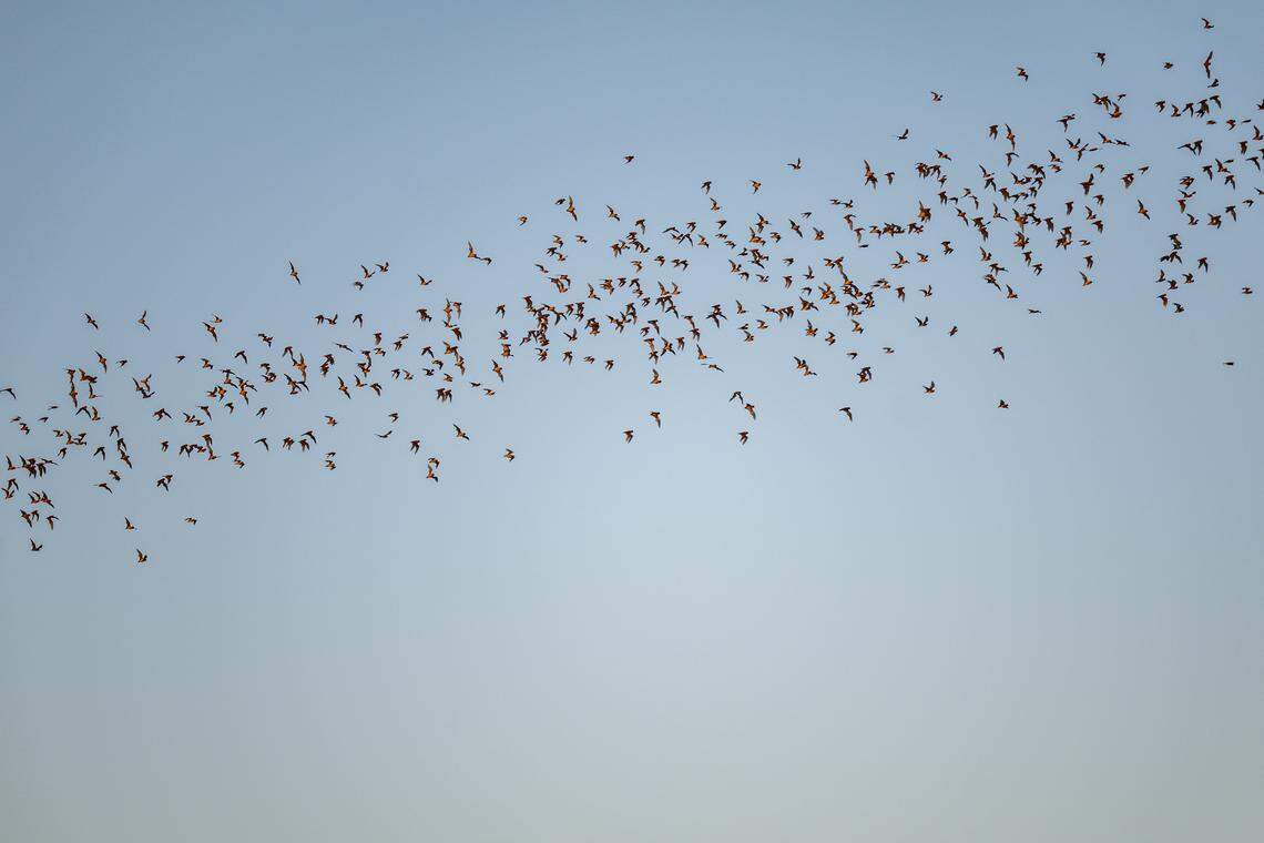 Mexican free-tailed bats pour out of the Yolo Causeway in Davis on Monday.