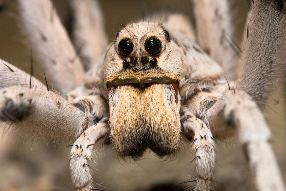 A wolf spider crawls on the ground. The venomous creature has eight dark eyes arranged around its head, according to National Geographic.