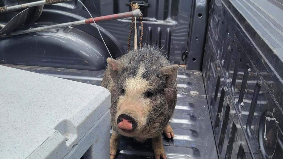 A pet pig was found “shivering and dehydrated” after the Tunnel Fire in Arizona.