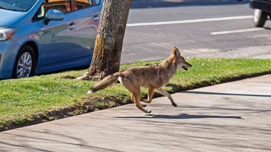 Run into a coyote in your California neighborhood? Here’s what to do (and not do)