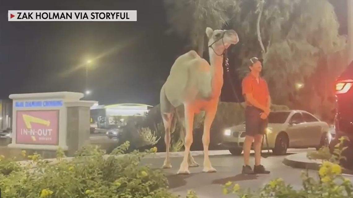 Fergie the rescue camel is videoed as she walks through an In-N-Out drive-thru with her handler.