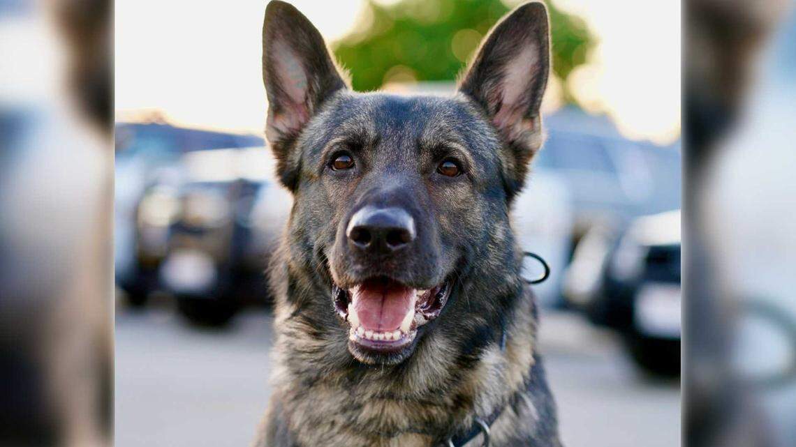 Roseville’s K-9 Mateo remembered by police as a ‘fiercely loyal partner’