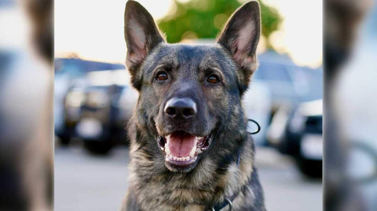 Roseville police K-9 officer Mateo is seen in an undated photo. Department officials said Monday that the German shepherd, who had worked with officers since 2019, had died from cancer.