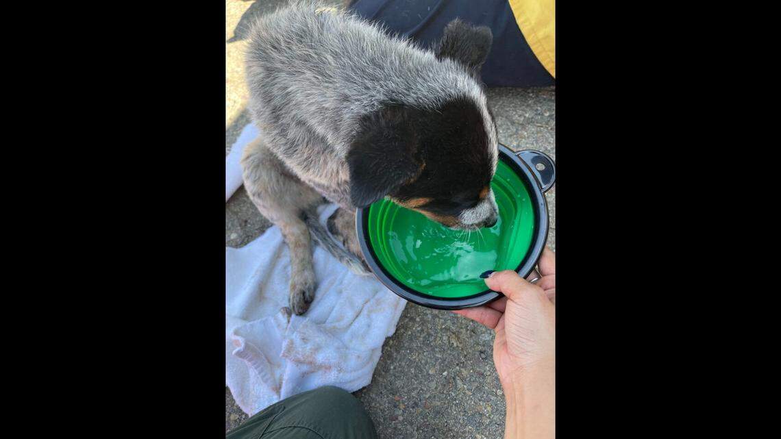 “We were able to get him out, get him warmed up and give him some water and food,” an officer with the county’s animal services department said.