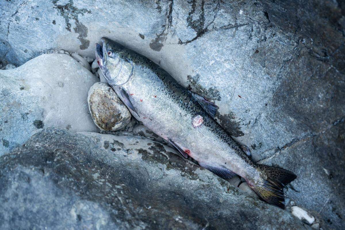A salmon caught by traditional dip net sits on the banks of the Klamath River at Ishi Pishi Falls.