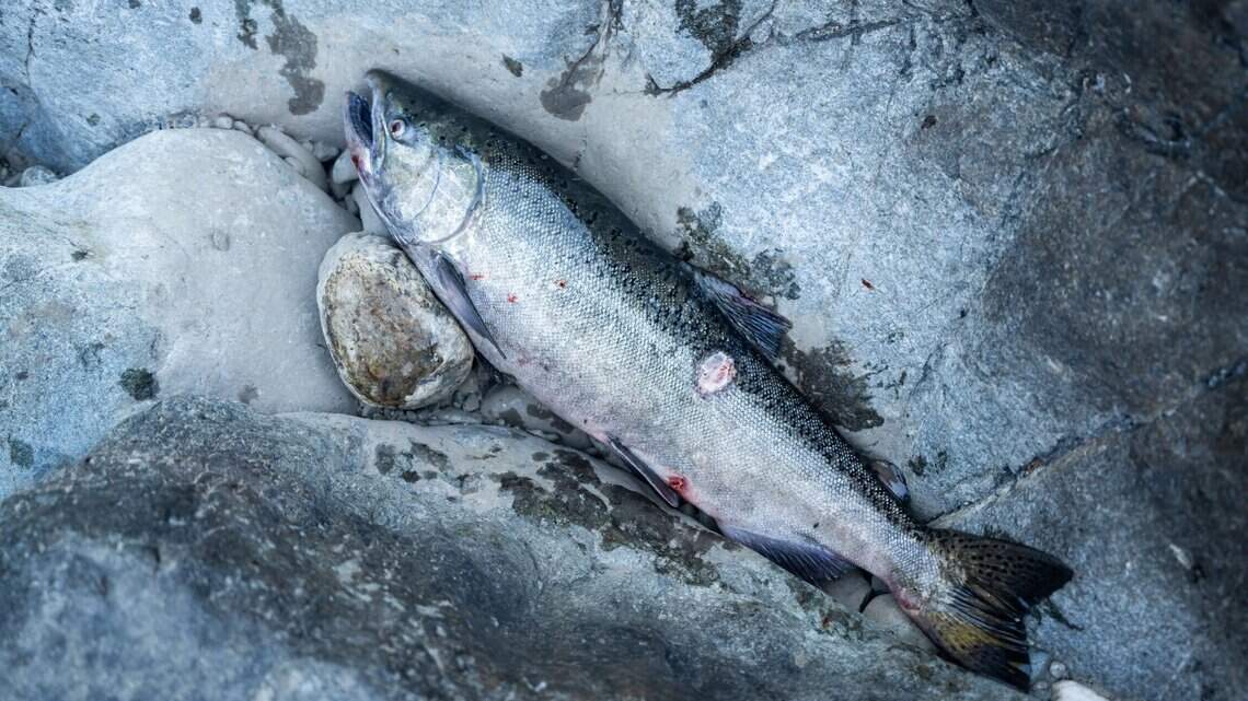 California salmon season is canceled for the first time since 2009. Here’s what it means
